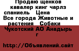 Продаю щенков кавалер кинг чарлз спаниель › Цена ­ 40 000 - Все города Животные и растения » Собаки   . Чукотский АО,Анадырь г.